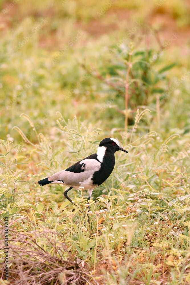 Birds In Nature Birds In Nature
