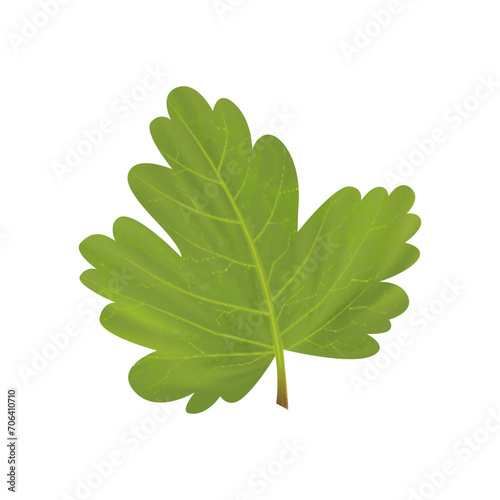 Gooseberry realisitc 3d vector illustration. Argus berries with leaves isolated on white background. Gooseberry bush icon