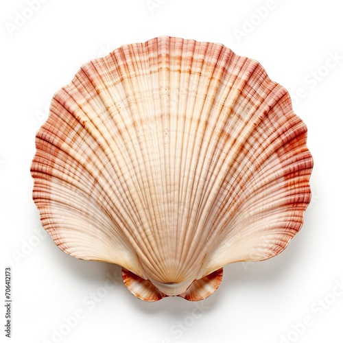 shell fish isolated on white