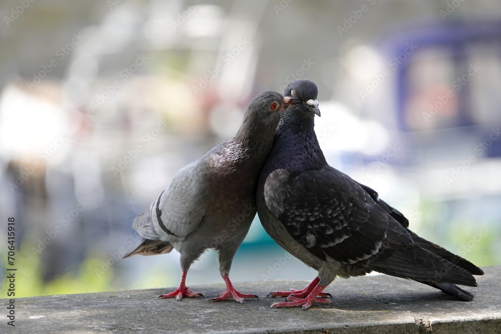 Obraz premium Moment d'amour d'un couple de pigeon à Paris