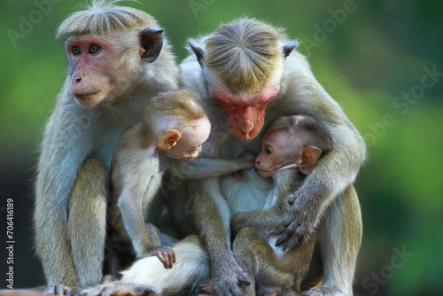 mother and baby macaque