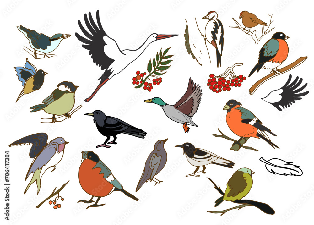 Fototapeta premium Isolated vector set with migratory and wintering birds on white background. Stork,c row, rook, swallow, nightingale, tit, bullfinch,siskin,goldfinch,nuthatch. The flight of birds to the southern edge.