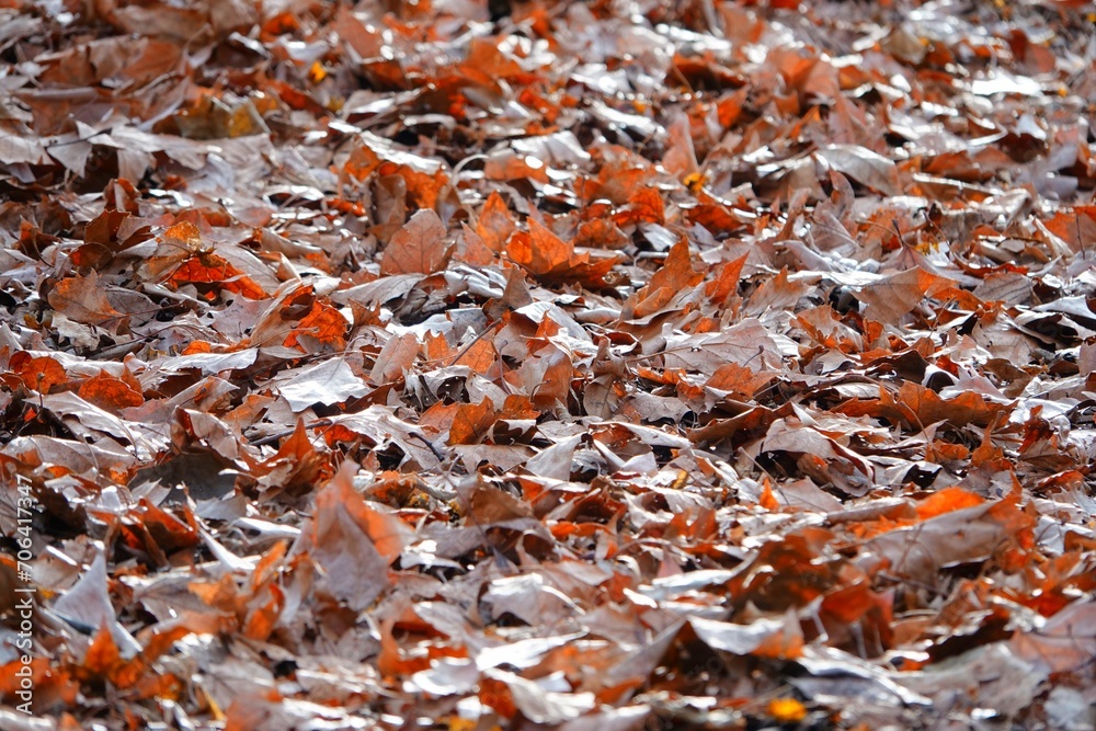 Des feuilles d'arbres mortes posées sur le sol en hiver