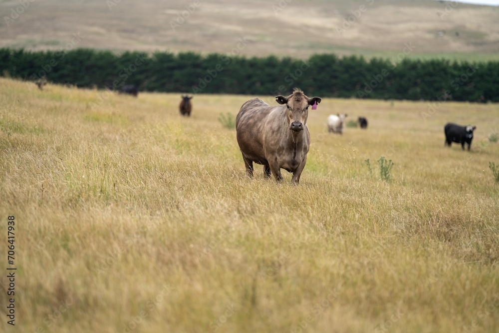 Stud Beef bulls, fat cows and calves grazing on grass in a field, in Australia. breeds of cattle include speckled park, murray grey, angus, brangus and wagyu on long pasture in a dry summer