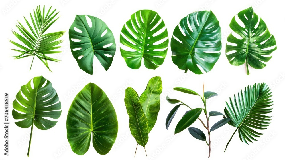 A collection of tropical leaves on a white background. This versatile image can be used for various purposes A collection of tropical leaves on a white background. This versatile image can be used for various purposes
