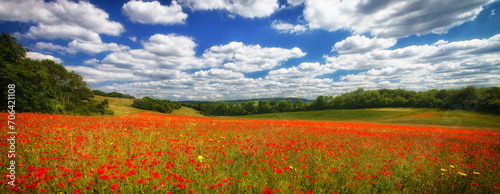 Poppy Fields of Kent England UK