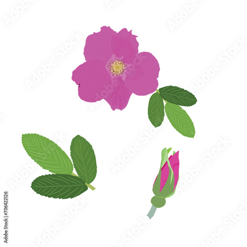 Vector illustration with rosehip flower