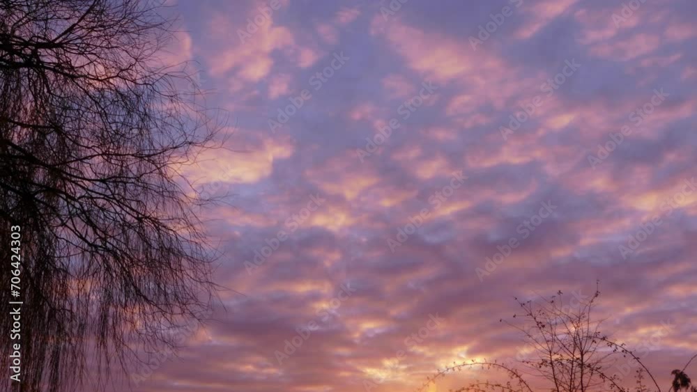 Beautiful pink clouds in a blue sky. Cumulonimbus passage with the silhouette of leafless tree. Beautiful pink clouds in a blue sky. Cumulonimbus passage with the silhouette of leafless tree.
