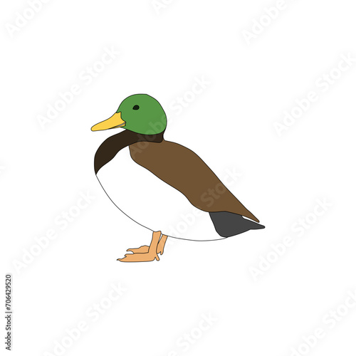 duck facing forward