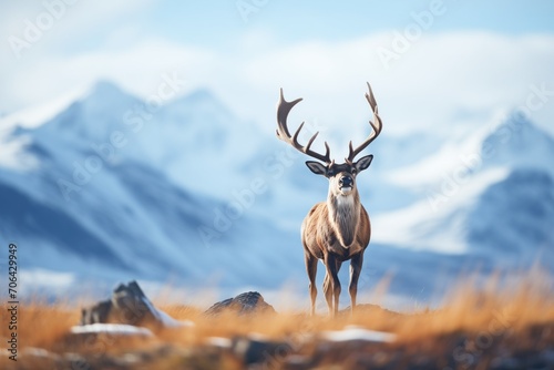 caribou with snowy mountains in the background
