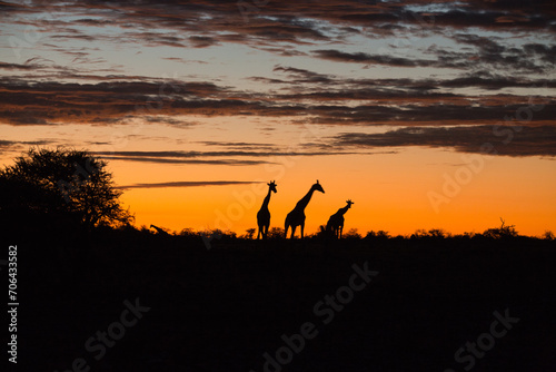 Drei Giraffen im Sonnenuntergang in Etosha Nationalpark, Namibia