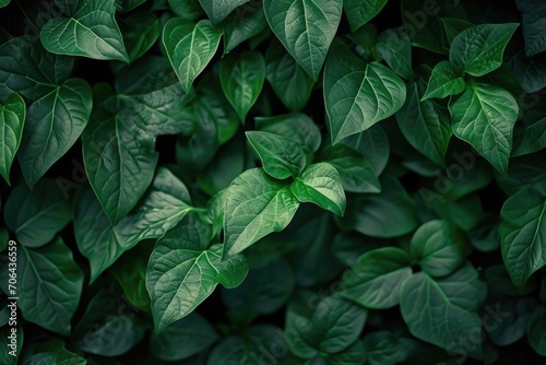 A close up shot of a plant with vibrant green leaves. Perfect for adding a touch of nature to any design or project