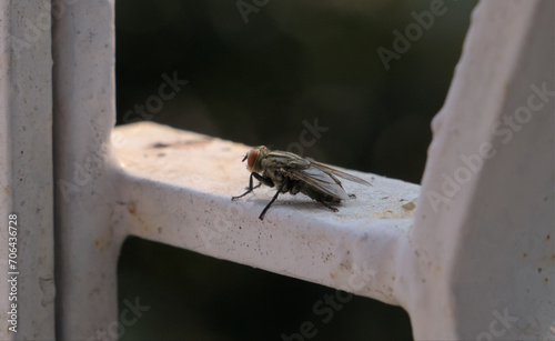 Big House Fly resting on winter sun. photo