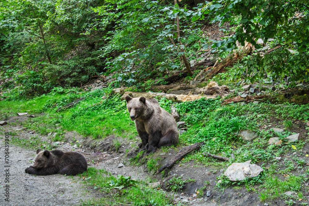 Brown bear seen on the Transfagarasan mountain road in the Carpathian Mountains, Romania during September Brown bear seen on the Transfagarasan mountain road in the Carpathian Mountains, Romania during September