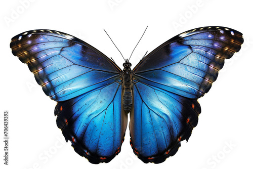 Blue Morpho Butterfly isolated on Transparent Background