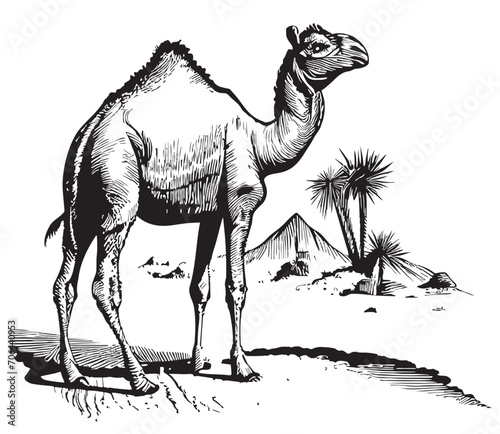 Camel on the background of the pyramids hand drawn sketch Vector illustration