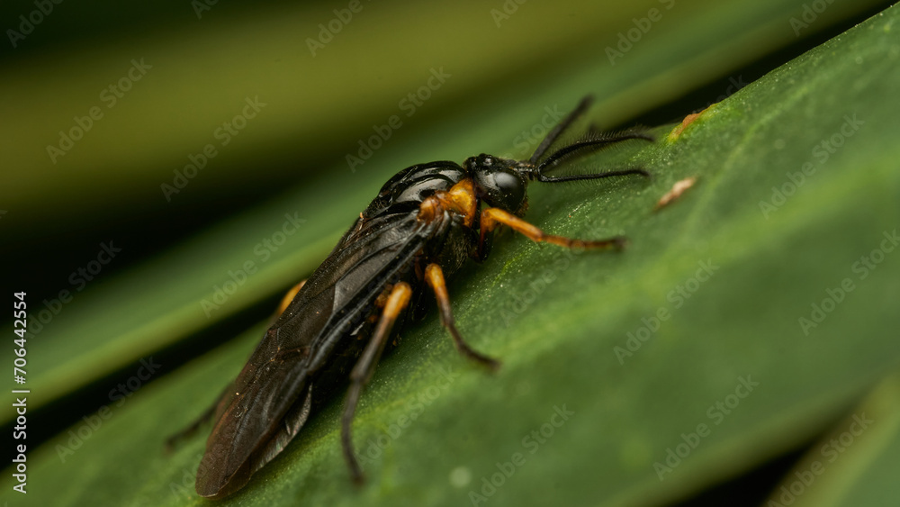 Black and yellow insect, Fly Sierra del Sen del Campo Adurgoa gonagra Black and yellow insect, Fly Sierra del Sen del Campo Adurgoa gonagra