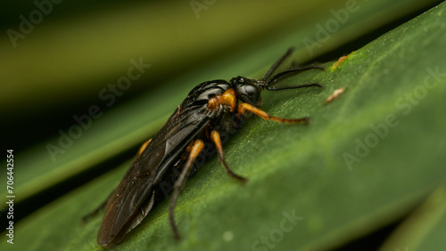 Black and yellow insect, Fly Sierra del Sen del Campo Adurgoa gonagra © DiazAragon