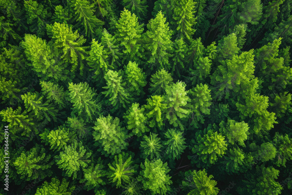 Green fresh tree abstract texture from top view Green fresh tree abstract texture from top view