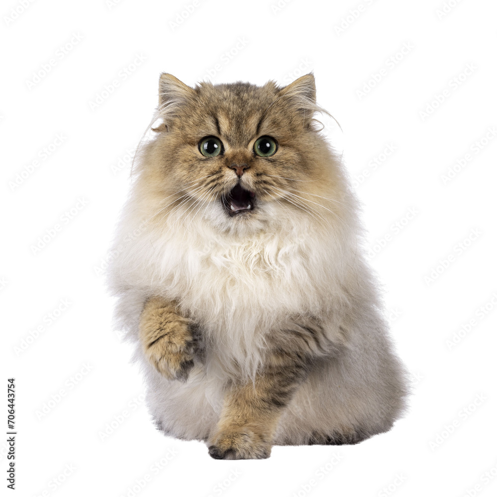 Adorable golden shaded British Longhair cat kitten, sitting up facing front with one paw up saying hi. Looking to camera with green eyes and open mouth. Isolated cutout on a transparent background.