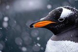 A close-up view of a penguin standing in the snow. This image captures the beauty and uniqueness of these fascinating creatures. Perfect for nature enthusiasts and animal lovers