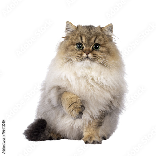 Adorable golden shaded British Longhair cat kitten, sitting up facing front with one paw up saying hi. Looking to camera with green eyes. Isolated cutout on a transparent background.