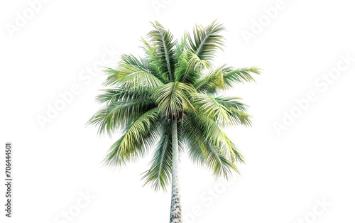 A Caribbean Palm Tree on Transparent Background