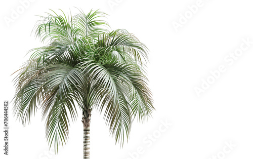 A Caribbean Palm Tree Image on Transparent Background
