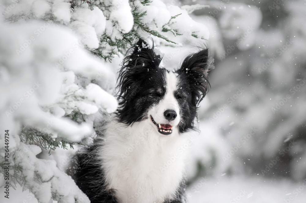 border collie dog on a snowy winter walk beautiful pet portraits