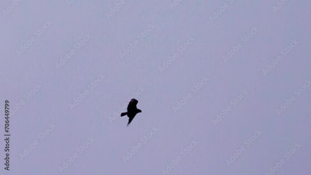 A soaring and flying (waving flight) bird of prey. Harrier. The work of the flight primary and tail feathers of a bird. Super slow motion 1000 fps. A soaring and flying (waving flight) bird of prey. Harrier. The work of the flight primary and tail feathers of a bird. Super slow motion 1000 fps.