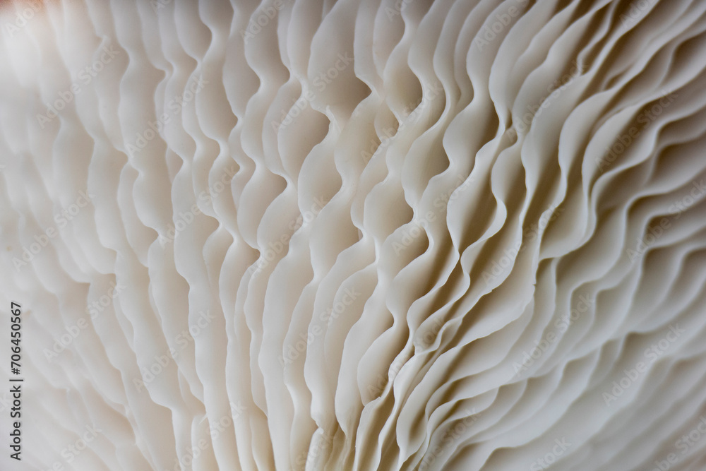 Macro texture of oyster mushrooms. Mushrooms background for design, decoration and advertising. Macro texture of oyster mushrooms. Mushrooms background for design, decoration and advertising.