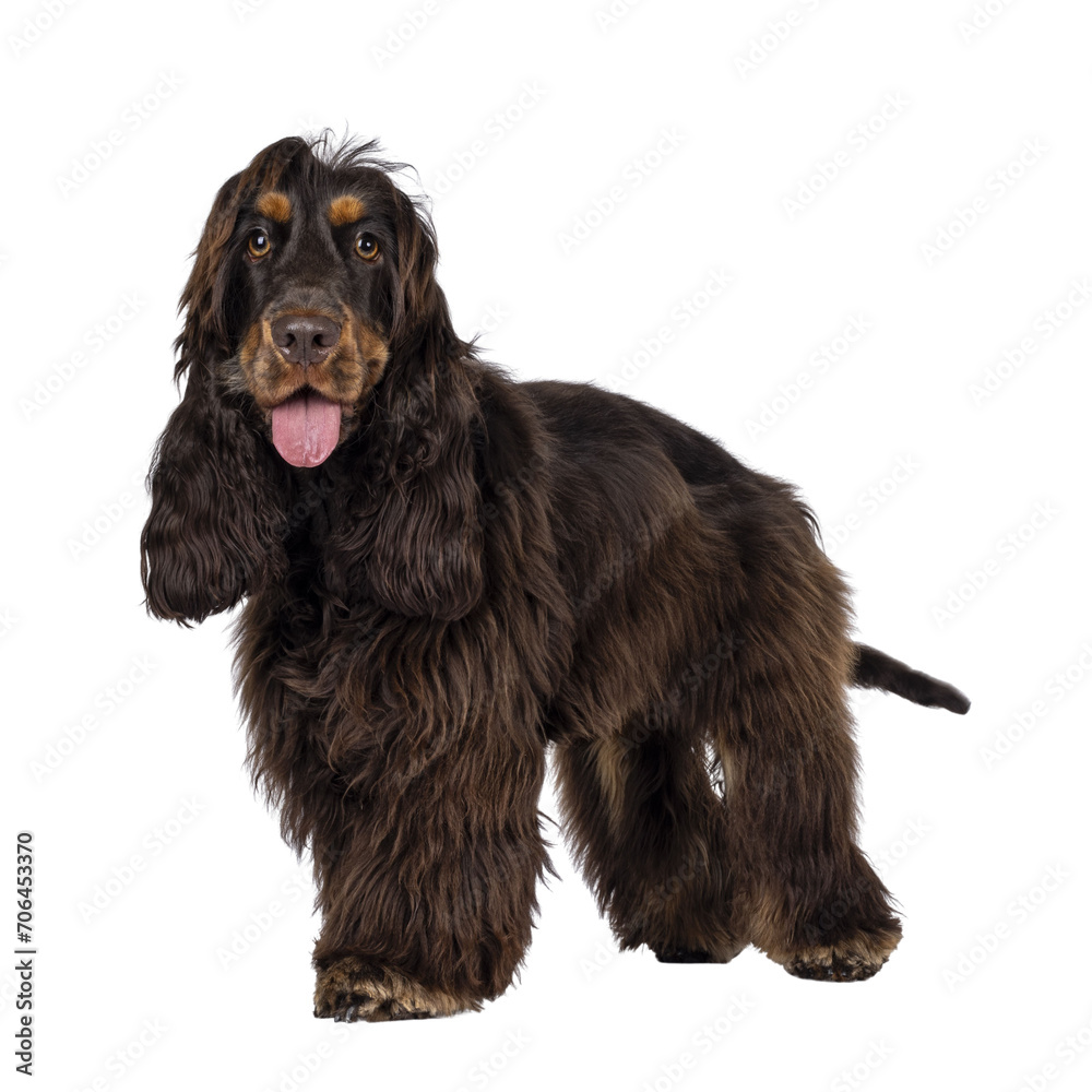 Young adult choc and tan Cocker Spaniel dog, standing side ways. Looking towards camera. Tongue out. Isolated cutout on a transparent background.
