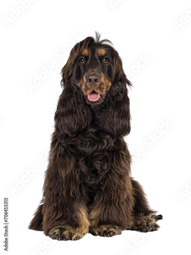 Young adult choc and tan Cocker Spaniel dog, sitting up facing front. Looking towards camera. Tongue out. Isolated cutout on a transparent background. © Nynke