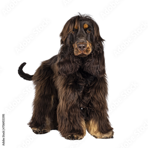 Fototapeta Naklejka Na Ścianę i Meble -  Young adult choc and tan Cocker Spaniel dog, standing facing front. Looking towards camera. Without tongue. Isolated cutout on a transparent background.