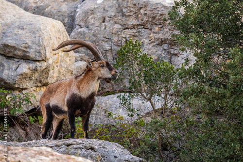 Iberian Ibex - Capra pyrenaica, beautiful popular mountain wild goat from Iberia mountains and hills, Andalusia, Spain. photo