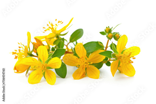 Vibrant St Johns Wort Featured On White Background
