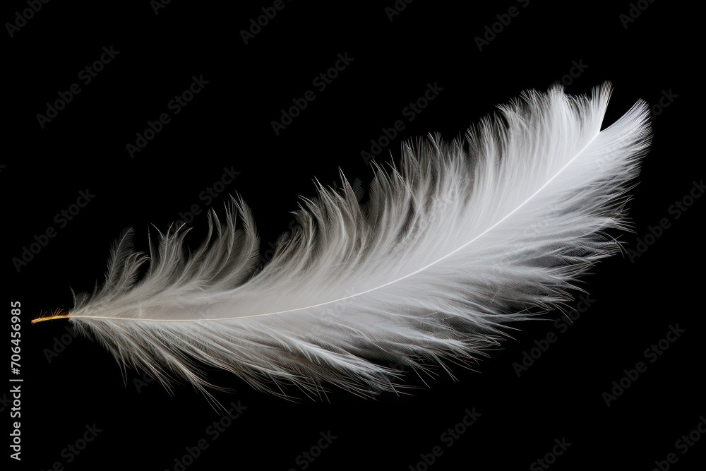 Obraz premium Fluffy white feather on black background