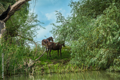 Horses on the edge of a channel of water at Danube Delta, Romania © andrijosef