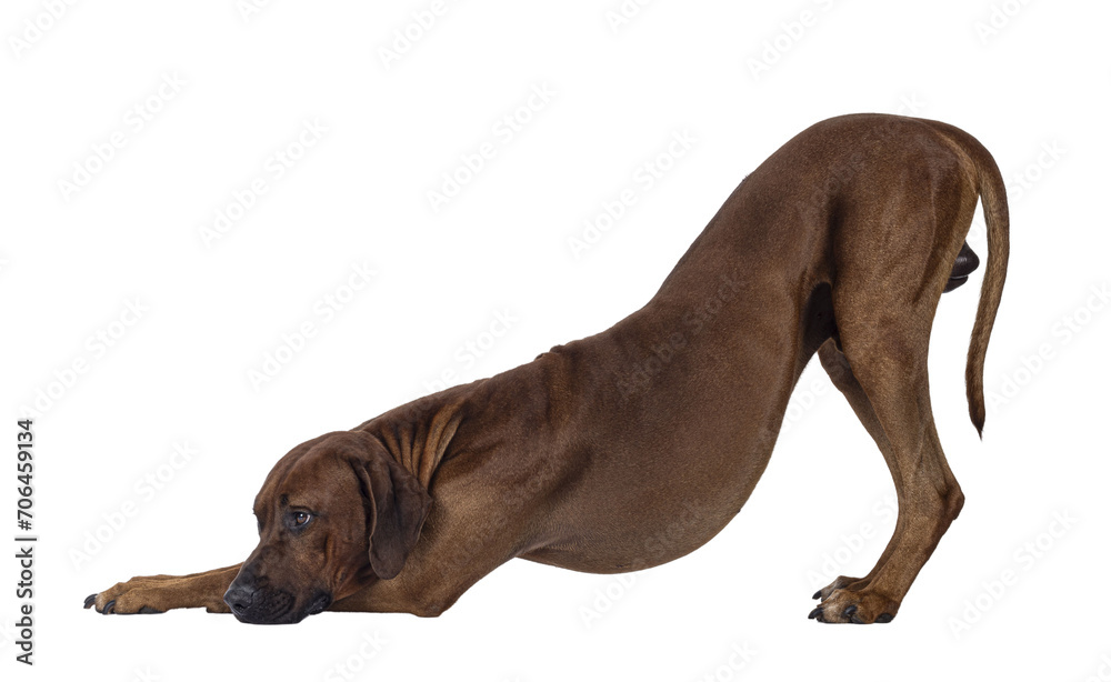 Handsome male Rhodesian Ridgeback dog, standing in funny downward dog bowing down pose Looking away from camera. Isolated cutout on a transparent background.
