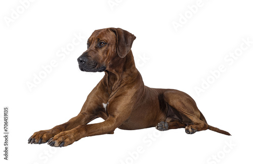 Handsome male Rhodesian Ridgeback dog, laying down side ways. Looking side ways away from camera. Isolated cutout on a transparent background. © Nynke