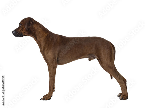 Handsome male Rhodesian Ridgeback dog  standing side ways. Looking away from camera showing profile. Isolated cutout on a transparent background.