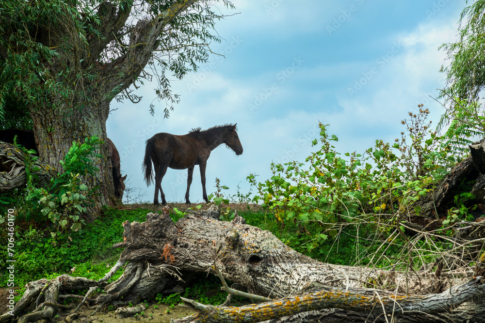 Landscape photo of wild horses at Murighiol Romania Landscape photo of wild horses at Murighiol Romania