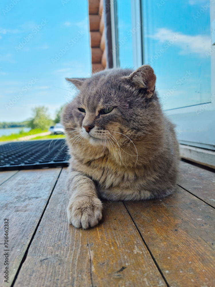Obraz premium Close-up - a gray not well-groomed cat lies near the door
