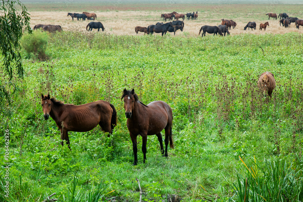 Fototapeta premium Landscape photo of wild horses at Murighiol Romania
