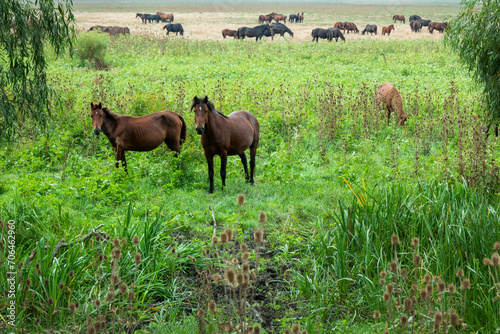 Landscape photo of wild horses at Murighiol Romania