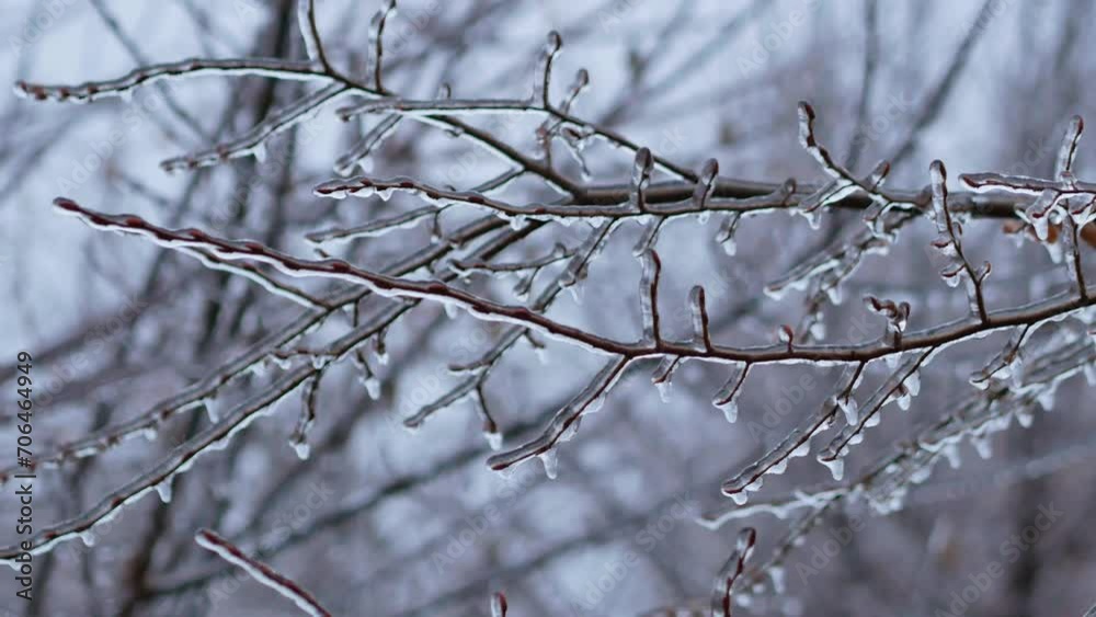 Glaciated branches of tree covered with ice after rain in frost in winter. Frozen plants after icy rain. Freezing rain, cold, ice, icy, frosty Glaciated branches of tree covered with ice after rain in frost in winter. Frozen plants after icy rain. Freezing rain, cold, ice, icy, frosty
