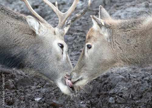 Fototapeta Naklejka Na Ścianę i Meble -  Père David's Deer or Milu (Elaphurus davidianus)