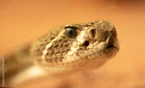Western diamondback rattlesnake (Crotalus atrox) photo