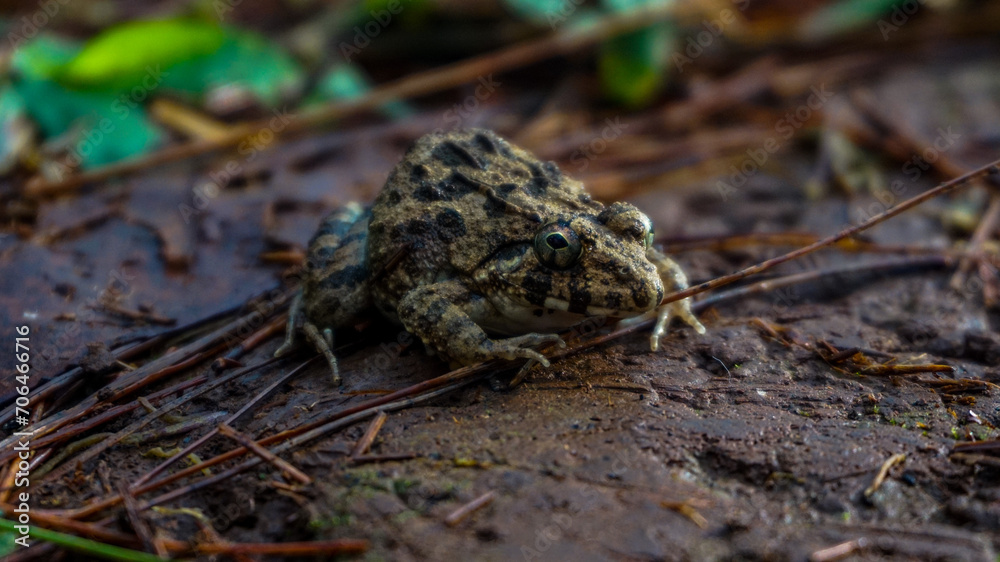 Green frog with black spots all over its body Green frog with black spots all over its body