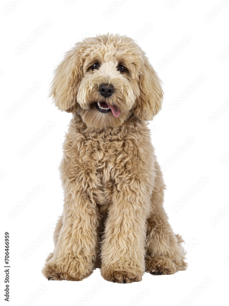 Cute cream young Labradoodle dog, sitting up facing front. Looking straight to camera. Tongue out to the side. Isolated cutout on a transparent background. Cute cream young Labradoodle dog, sitting up facing front. Looking straight to camera. Tongue out to the side. Isolated cutout on a transparent background.